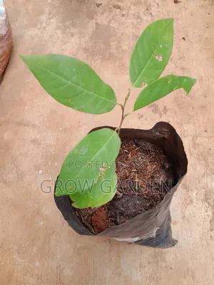 Sugar Apple Seedling
