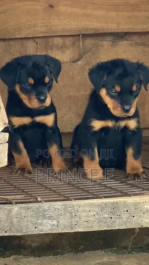 1-3 months Female Purebred Rottweiler