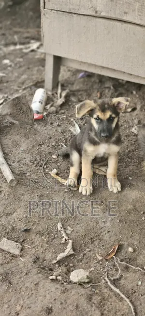 1-3 months Female Purebred German Shepherd