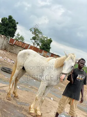 Male Horse Available