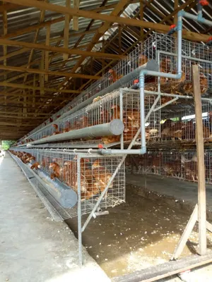 Made in Nigeria Cage