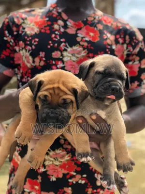 1-3 months Female Purebred Boerboel