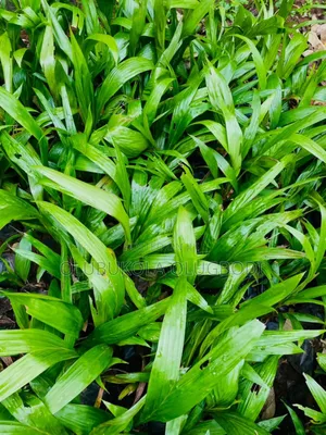 We Raise Seedlings , You Grow Harvest