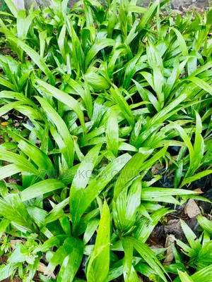 We Raise Seedlings , You Grow Harvest