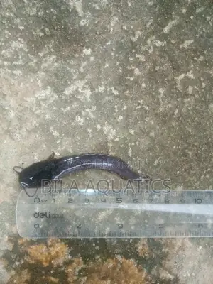 Hatching/Breeding/General Catfish Farming Consultant