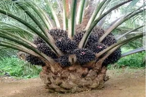Hybrid Supergene Oil Palm Seedlings