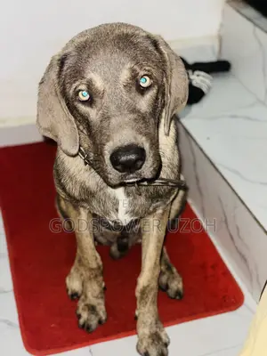 6-12 months Male Mixed Breed Boerboel