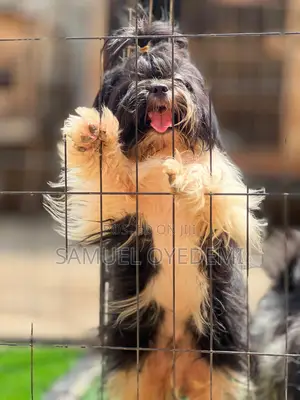 6-12 months Male Purebred Shih Tzu