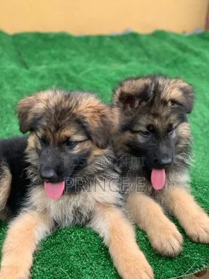 1-3 months Male Purebred German Shepherd