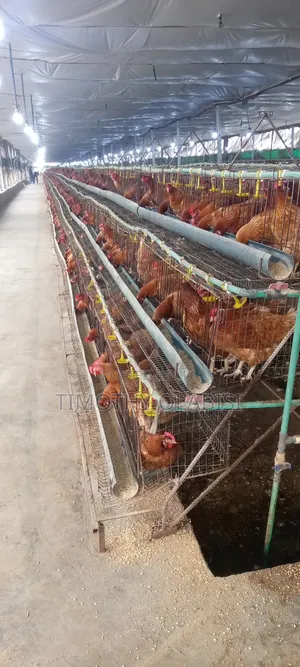 Poultry Investment