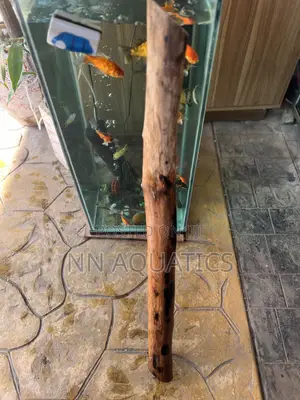 Drift Wood