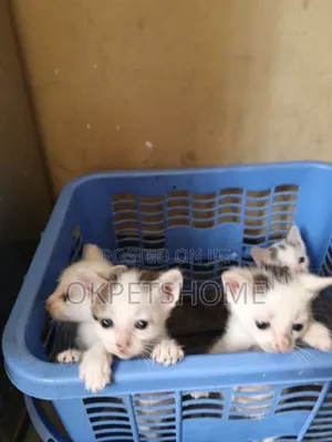 1-3 months Female Mixed Breed Exotic