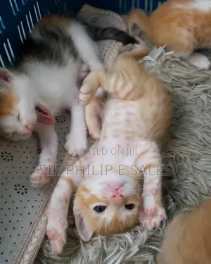 1-3 months Female Purebred Cat