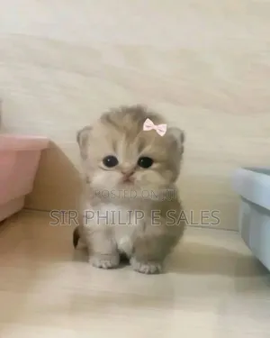 1-3 months Female Purebred Cat