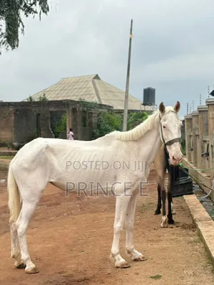 White Female Horse For Sale
