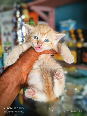 1-3 months Male Mixed Breed American Shorthair