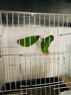 Love Bird Parrot