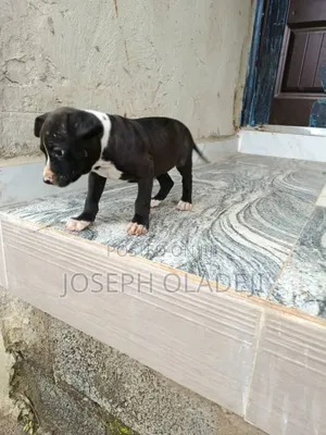 3-6 months Female Purebred American Pit Bull Terrier