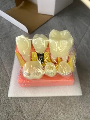 Dental /Teeth Model