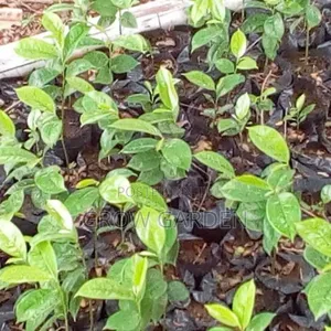 Sour Sop Seedling