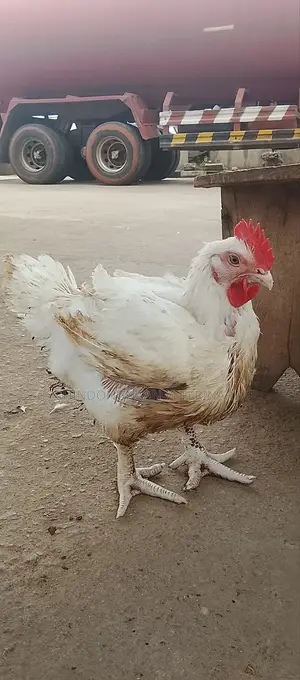 Broiler Chickens