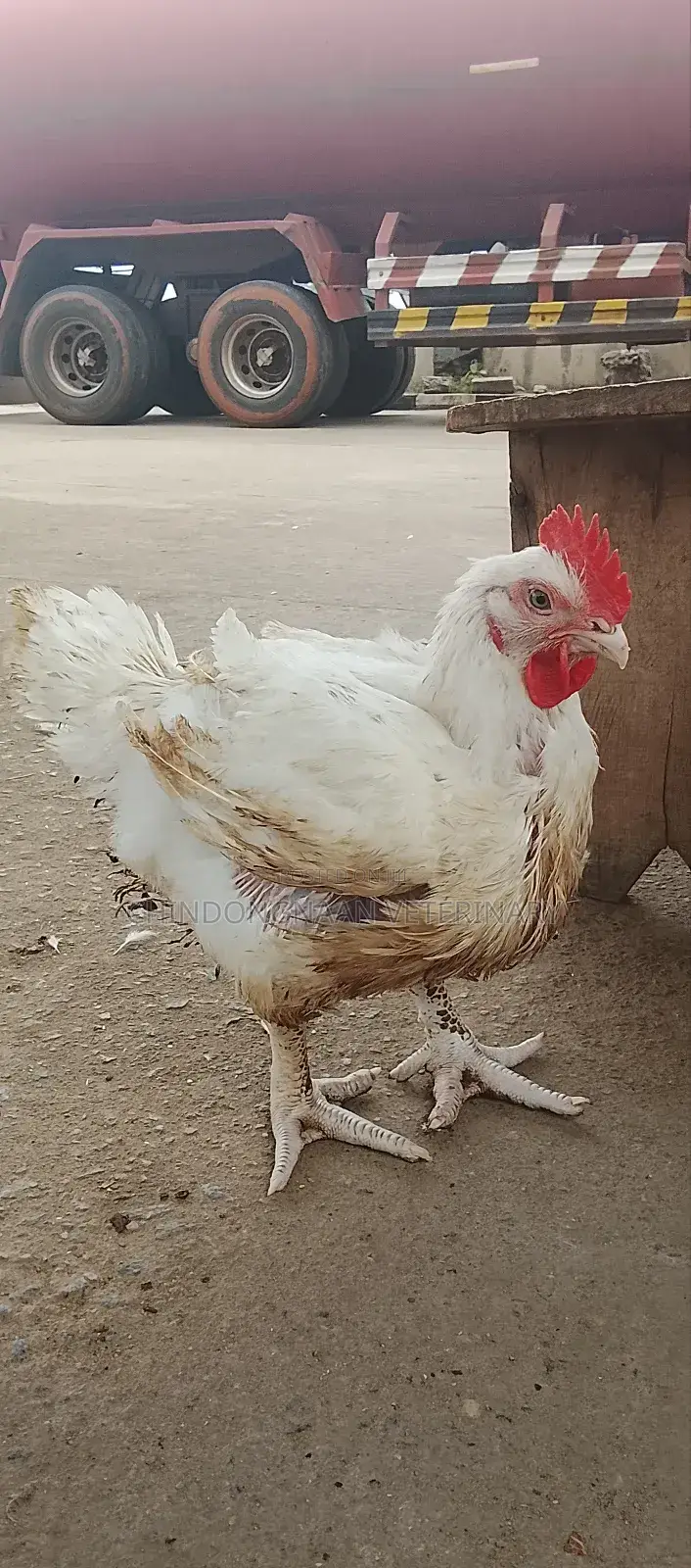 Broiler Chickens