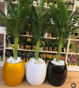 Palm Flower Plant