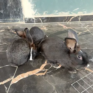 Adult Rabbit
