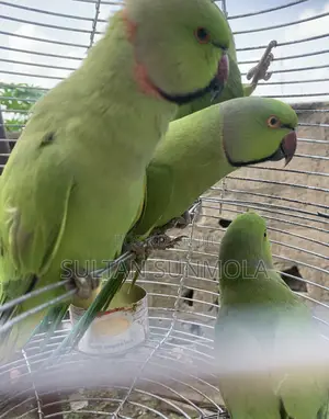 Indian Ringneck Parrots/ Parakeets