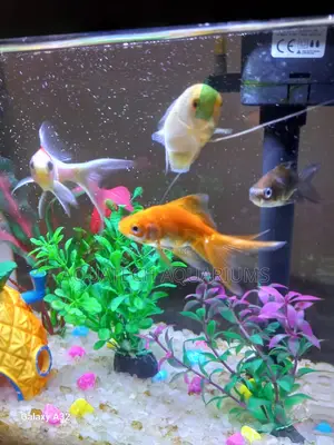 Aquarium Fish