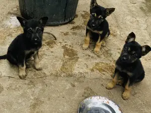 1-3 months Male Purebred German Shepherd
