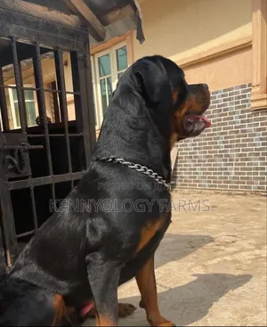 1+ year Male Purebred Rottweiler