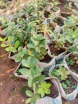 Guava Fruit Seedlings