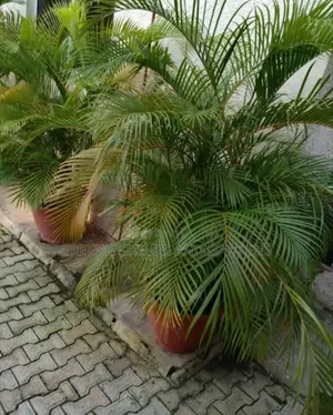 Potted Golden Palm Plants