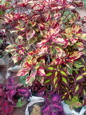 Colourful Plants