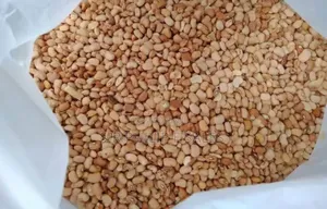 Premium Bag of Beans