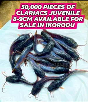 Very Healthy Catfish Available for Sale