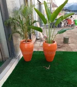 Outdoor Plants