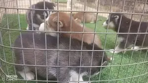 0-1 month Female Purebred Siberian Husky