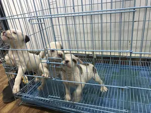 1-3 months Female Purebred American Pit Bull Terrier