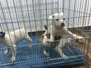 1-3 months Female Purebred American Pit Bull Terrier