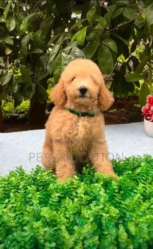 3-6 months Male Purebred Poodle
