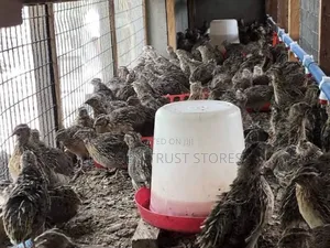 Quail Mature and a Day Old Available.