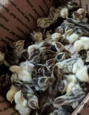 Quail Mature and a Day Old Available.