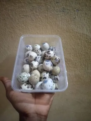 100% Both Fertilizer and Non Fertilizer Quai Eggs Available.