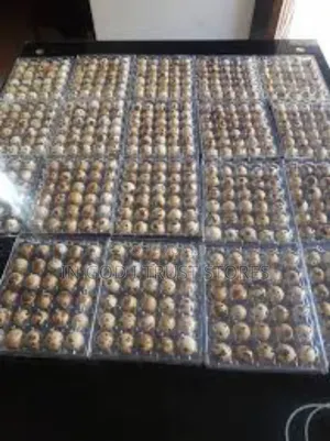 100% Both Fertilizer and Non Fertilizer Quai Eggs Available.