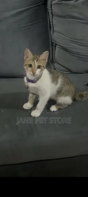 1-3 months Female Purebred American Shorthair