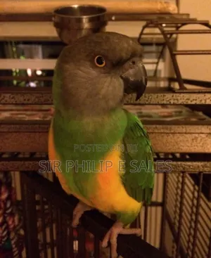 Senegal Lee Bird (Senegalus)