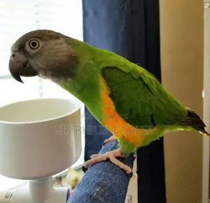 Senegal Lee Bird (Senegalus)