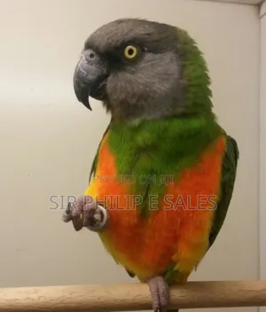 Senegal Lee Bird (Senegalus)